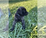 Small Photo #11 Mastiff Puppy For Sale in COEBURN, VA, USA