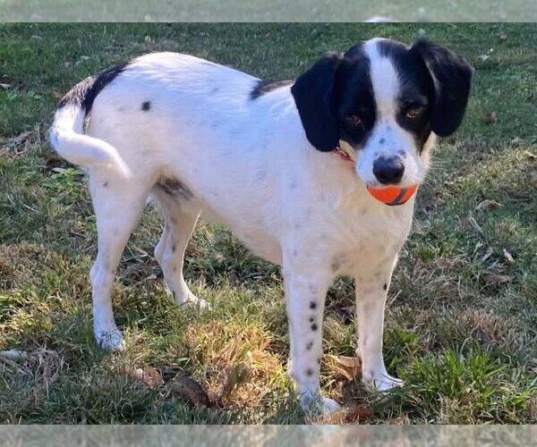 Medium Photo #5 Lab-Pointer Puppy For Sale in Cookeville, TN, USA