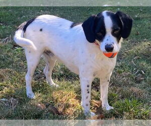 Buddy II *COURTESY LISTING - Male Lab-Pointer Dog for Adoption - Photo #5