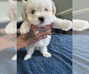 Maltichon Puppy for sale in CONWAY, SC, USA