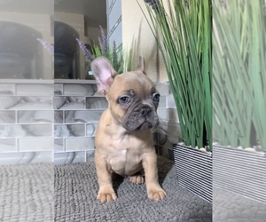 French Bulldog Puppy for sale in LAS VEGAS, NV, USA