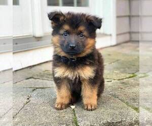 German Shepherd Dog Puppy for sale in SANTA FE, NM, USA