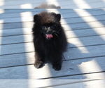 Small Photo #1 Pomeranian Puppy For Sale in EMPIRE STATE, NY, USA