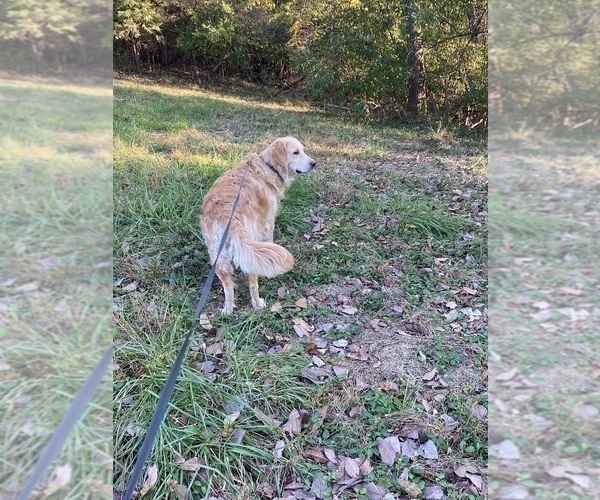 Medium Photo #7 Golden Retriever Puppy For Sale in RILEYVILLE, VA, USA