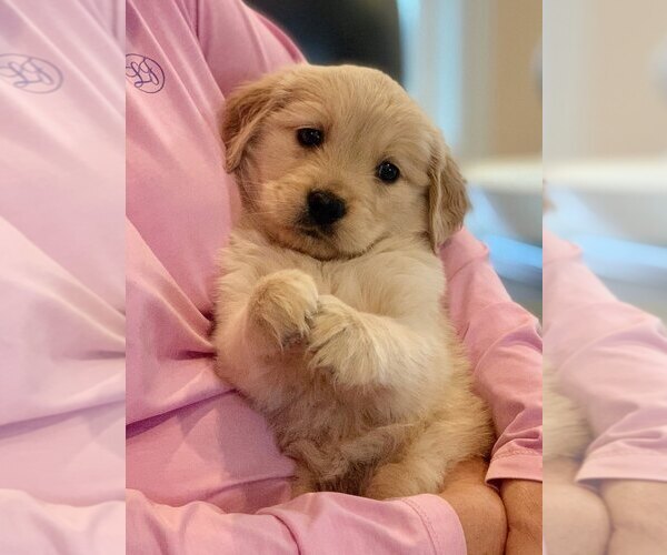Medium Photo #12 Golden Retriever Puppy For Sale in STELLA, NC, USA