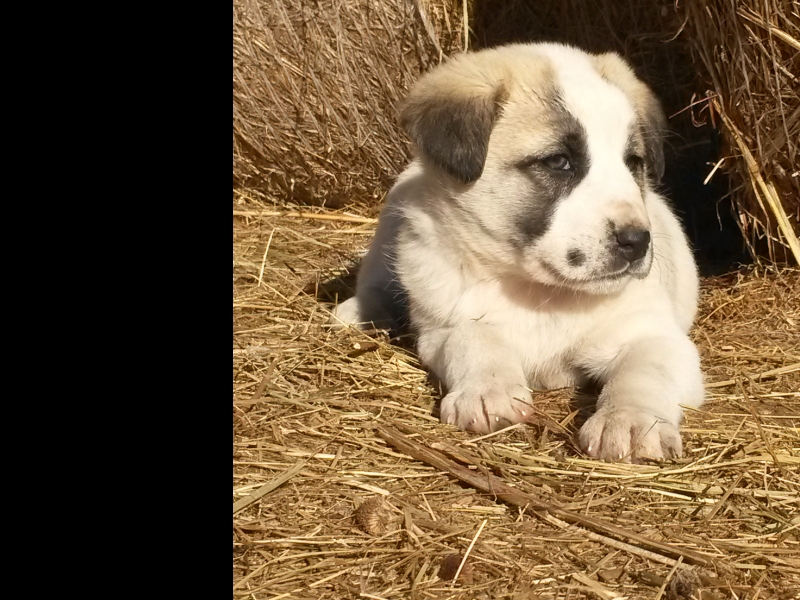 Medium Photo #1 Anatolian Shepherd Puppy For Sale in DUNNEGAN, MO, USA