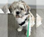 Small #6 Shih Tzu Mix