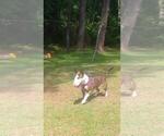 Small Photo #1 Bull Terrier Puppy For Sale in FAYETTEVILLE, NC, USA