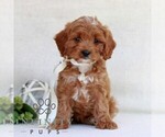 Small #3 Cavapoo (Miniature)