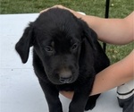 Small Golden Labrador