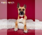 Small #3 German Shepherd Dog Mix