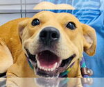 Small Labrador Retriever Mix