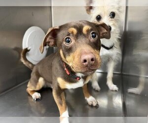 Chihuahua-Unknown Mix Dogs for adoption in Hanford, CA, USA
