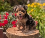 Small Photo #17 Yorkipoo Puppy For Sale in GOSHEN, IN, USA