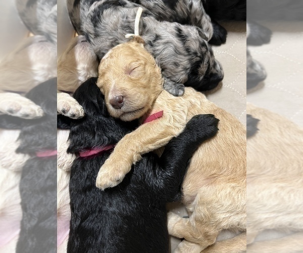 Medium Photo #9 Aussiedoodle-Goldendoodle Mix Puppy For Sale in ETOWAH, TN, USA
