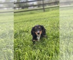 Small #4 Dachshund