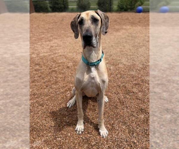Medium Photo #1 Great Dane Puppy For Sale in Brighton, CO, USA
