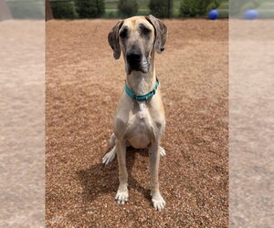Great Dane Dogs for adoption in Brighton, CO, USA