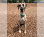 Small Great Dane