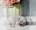Puppy ANGEL Cocker Spaniel