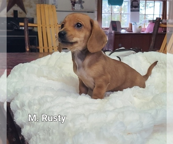 View Ad Dachshund Puppy for Sale near Virginia, NATHALIE, USA. ADN738234