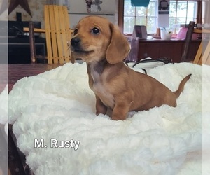 Dachshund Puppy for sale in NATHALIE, VA, USA