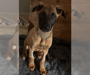 Mutt Dogs for adoption in Dana Point, CA, USA