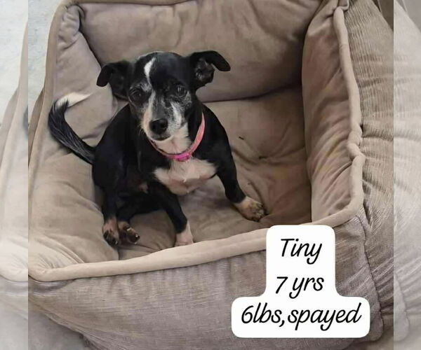 Medium Photo #3 Chihuahua-Unknown Mix Puppy For Sale in Virginia Beach, VA, USA