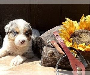 Medium Australian Shepherd