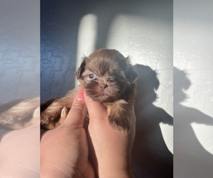 Shih Tzu Puppy for sale in WOODLAKE, CA, USA