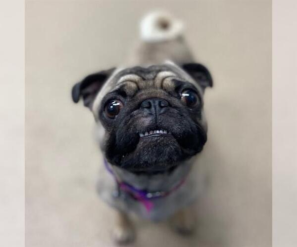 Medium Photo #1 Pug Puppy For Sale in Aurora, CO, USA