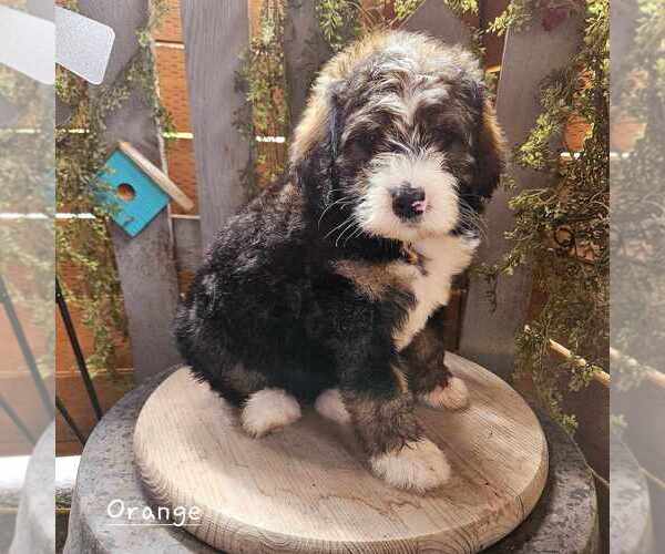 Medium Photo #1 Miniature Bernedoodle Puppy For Sale in ARLINGTON, WA, USA