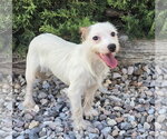 Small Maltese Mix