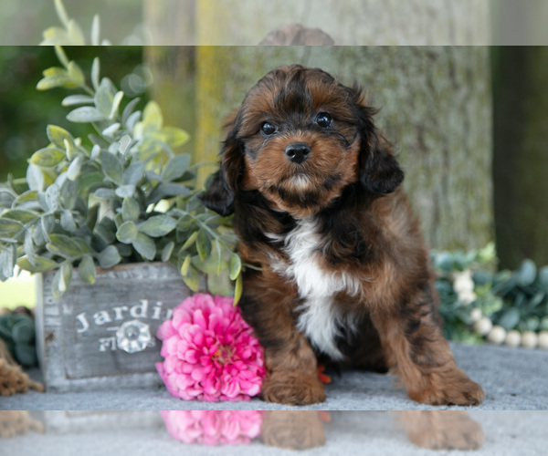 Medium Photo #2 Shih-Poo Puppy For Sale in SHILOH, OH, USA
