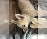 Small #85 Pomsky