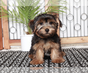 Yorkshire Terrier Puppy for sale in NAPLES, FL, USA