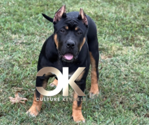 American Bully Puppy for sale in FRANKLIN, KY, USA