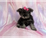 Small #3 Schnauzer (Miniature)