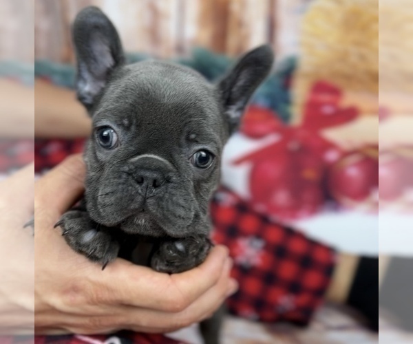 Medium Photo #7 French Bulldog Puppy For Sale in BROOKLYN, NY, USA