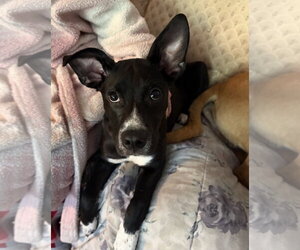 Juno (NY-Lia) *Rochester NY* - Female Labrador Retriever-Unknown Mix Dog for Adoption - Photo #2