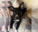 Small Photo #2 Labrador Retriever-Unknown Mix Puppy For Sale in SHERBURNE, NY, USA