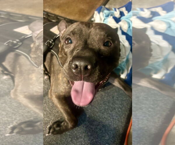 Medium Photo #2 Staffordshire Bull Terrier Puppy For Sale in Mount Laurel, NJ, USA