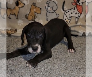Great Dane Puppy for sale in DENHAM SPRINGS, LA, USA