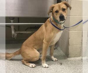 Labrador Retriever-Unknown Mix Dogs for adoption in Conroe, TX, USA
