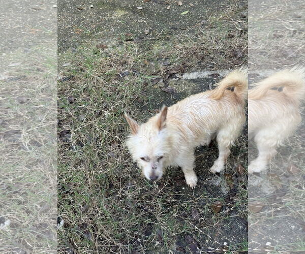 Medium Photo #2 Mutt Puppy For Sale in Oakhurst, NJ, USA