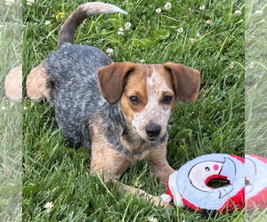 Jack-A-Bee Dogs for adoption in Batavia, OH, USA