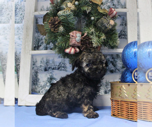 Poodle (Toy) Puppy for sale in CHANUTE, KS, USA