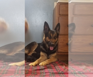Mother of the German Shepherd Dog puppies born on 12/05/2019