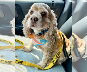 Cocker Spaniel Dogs for adoption in St. Louis Park, MN, USA