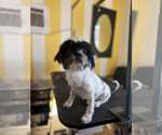 Small Photo #2 Shih Tzu-Unknown Mix Puppy For Sale in Visalia, CA, USA